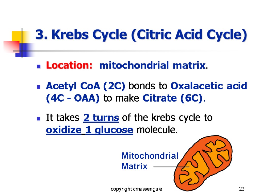 23 3. Krebs Cycle (Citric Acid Cycle) Location: mitochondrial matrix. Acetyl CoA (2C) bonds